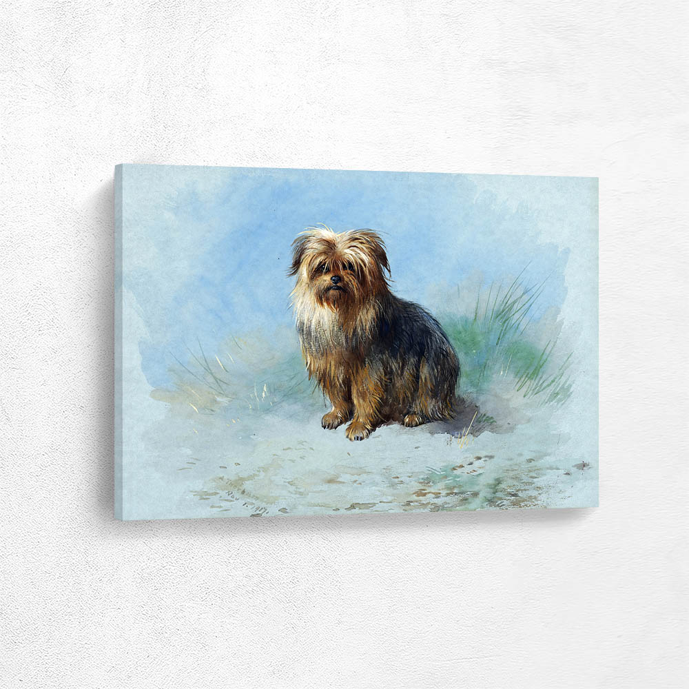 A Norfolk Terrier
