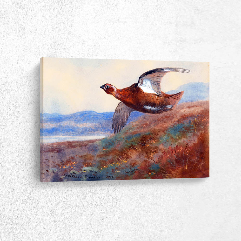 Red Grouse