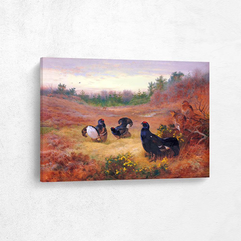 Blackcock and Grey Hen on the Lek