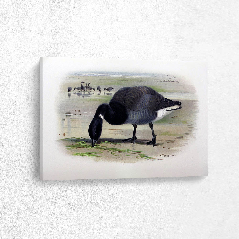 Brent Goose