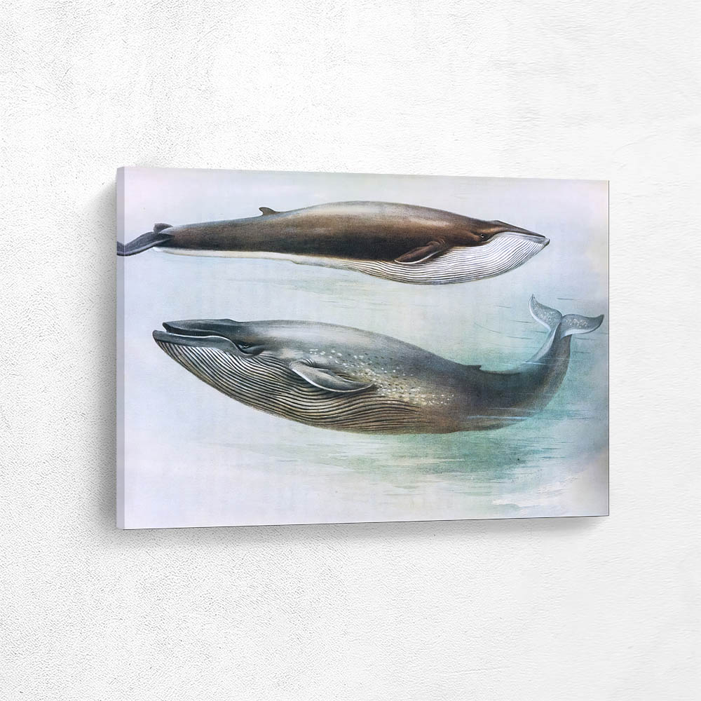 Common Rorqual Sibbalds Rorqual or Blue Whale