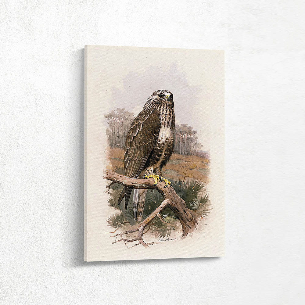 Rough Legged Buzzard
