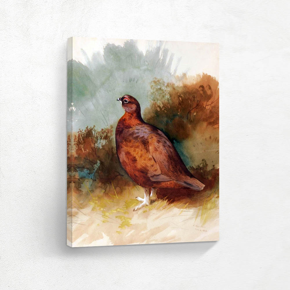 Red Grouse