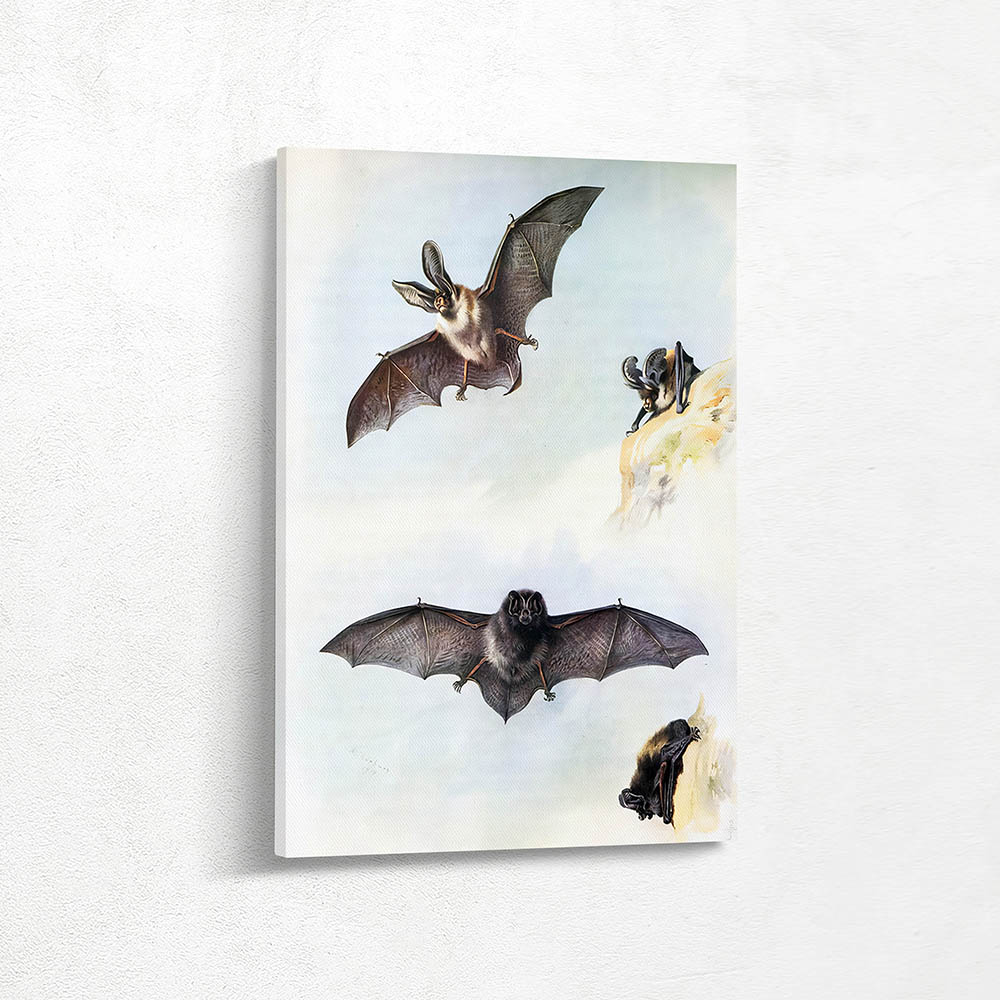 Long Eared Bat Barbastelle