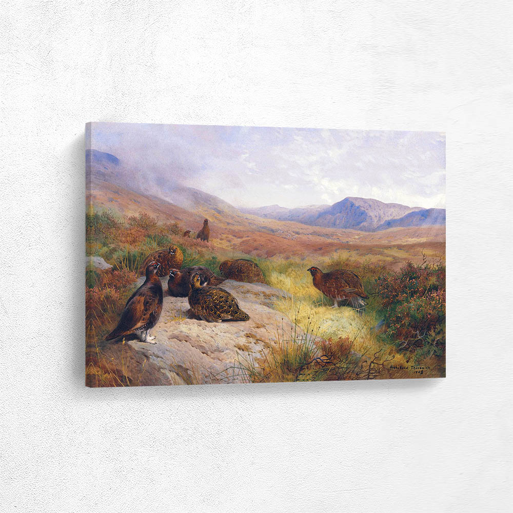 Autumn Sunshine Covey of Red Grouse with Rising Mist Beyond