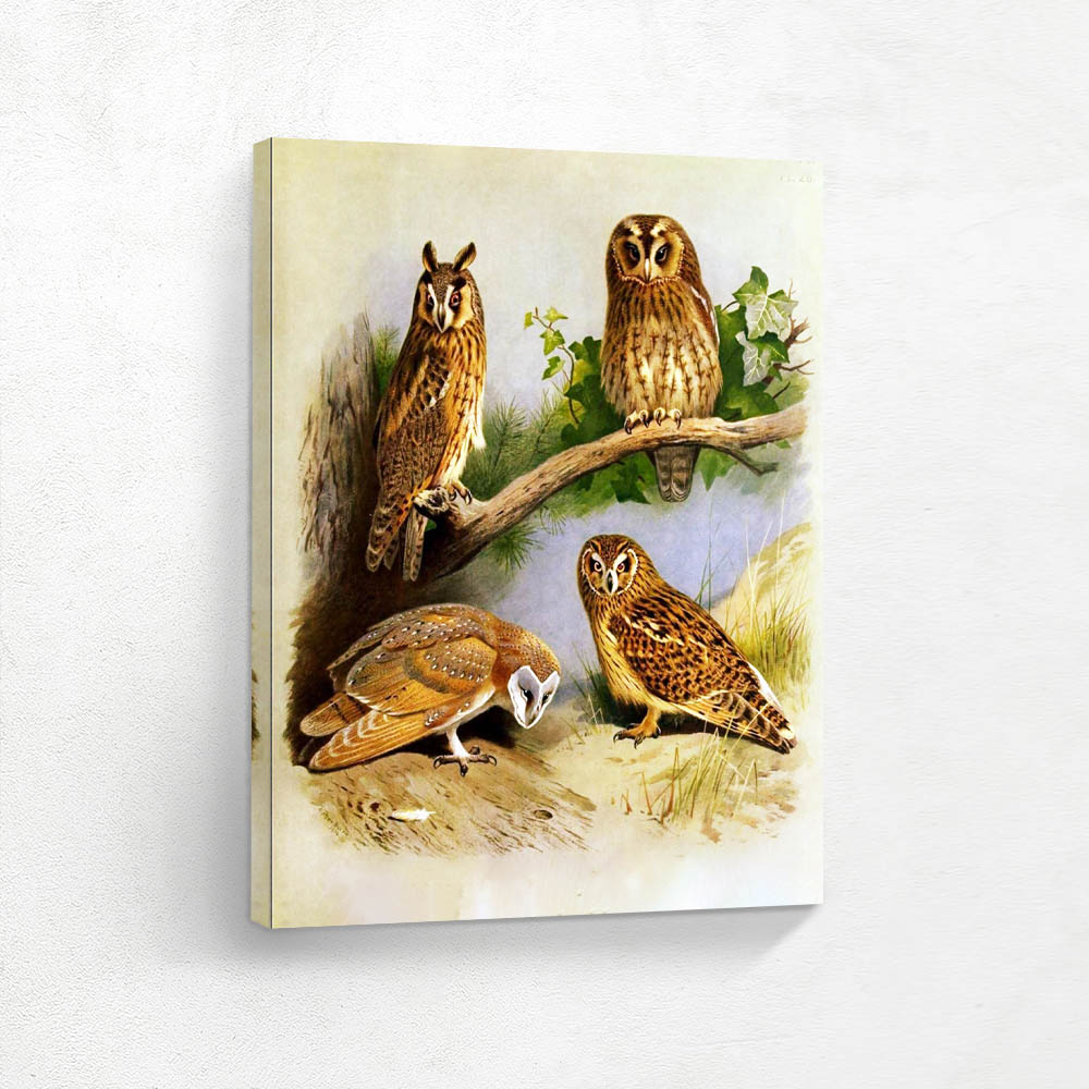 Barn Owl Long Eared Owl Short Eared Owl and Tawny Owl