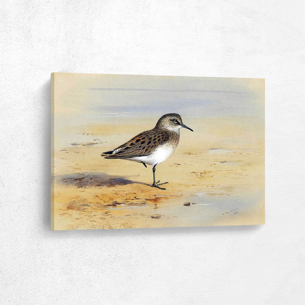 Bonapartes Sandpiper