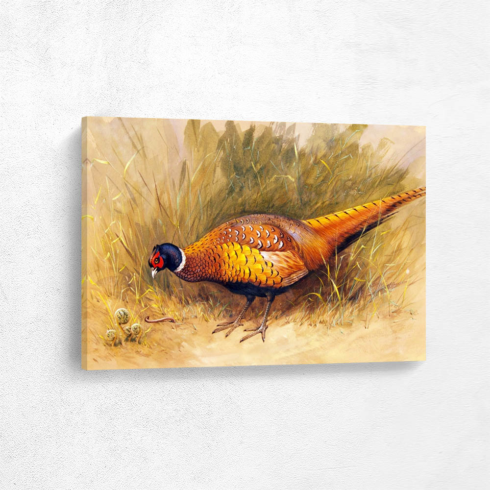 Cock Pheasant Foraging