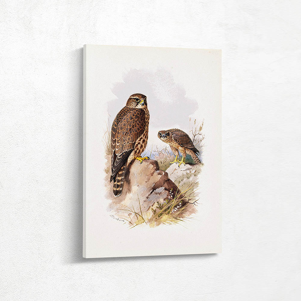 An Adult Merlin with a Juvenile Beyond