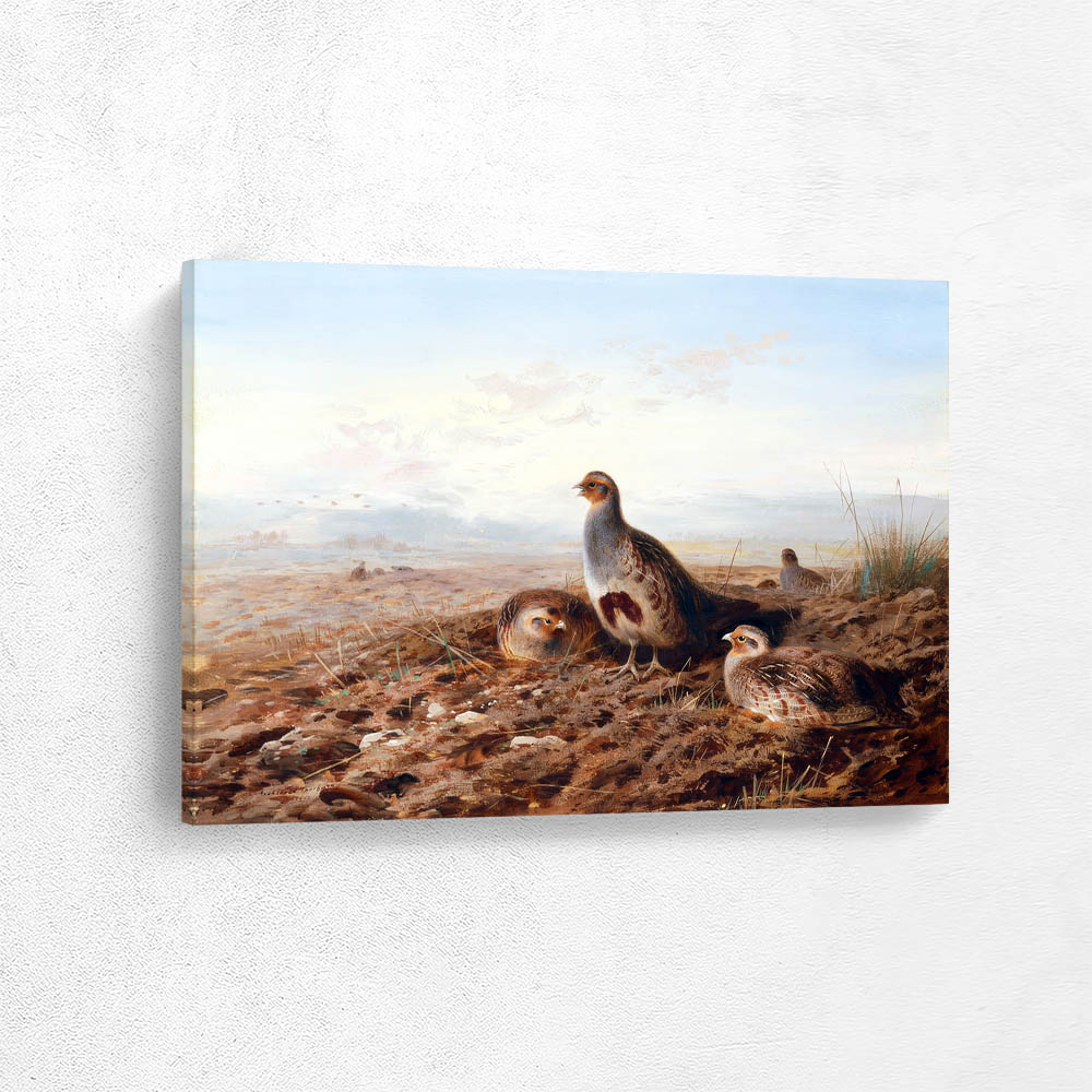 Partridge in an Open Landscape
