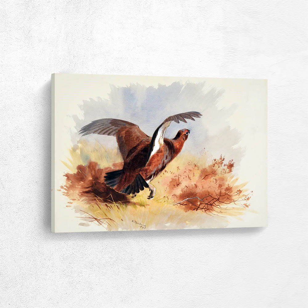 Red Grouse