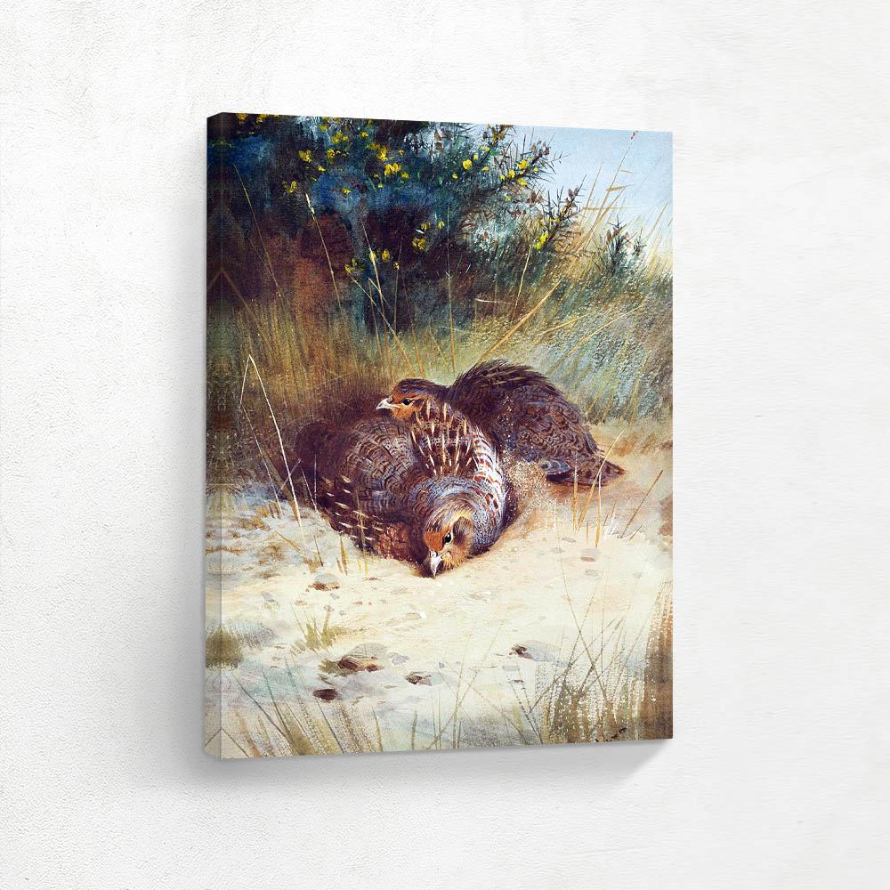 Pheasants in the Sand