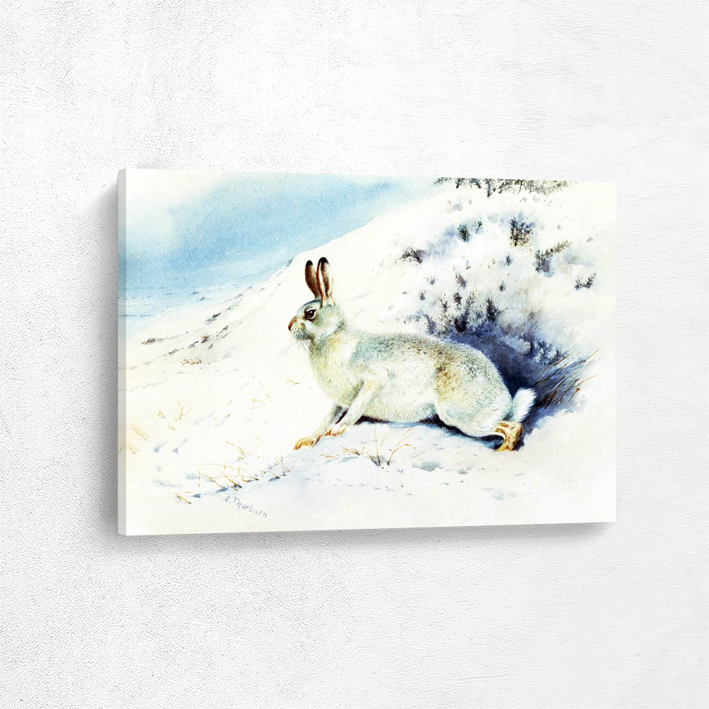 Snowshoe Hare