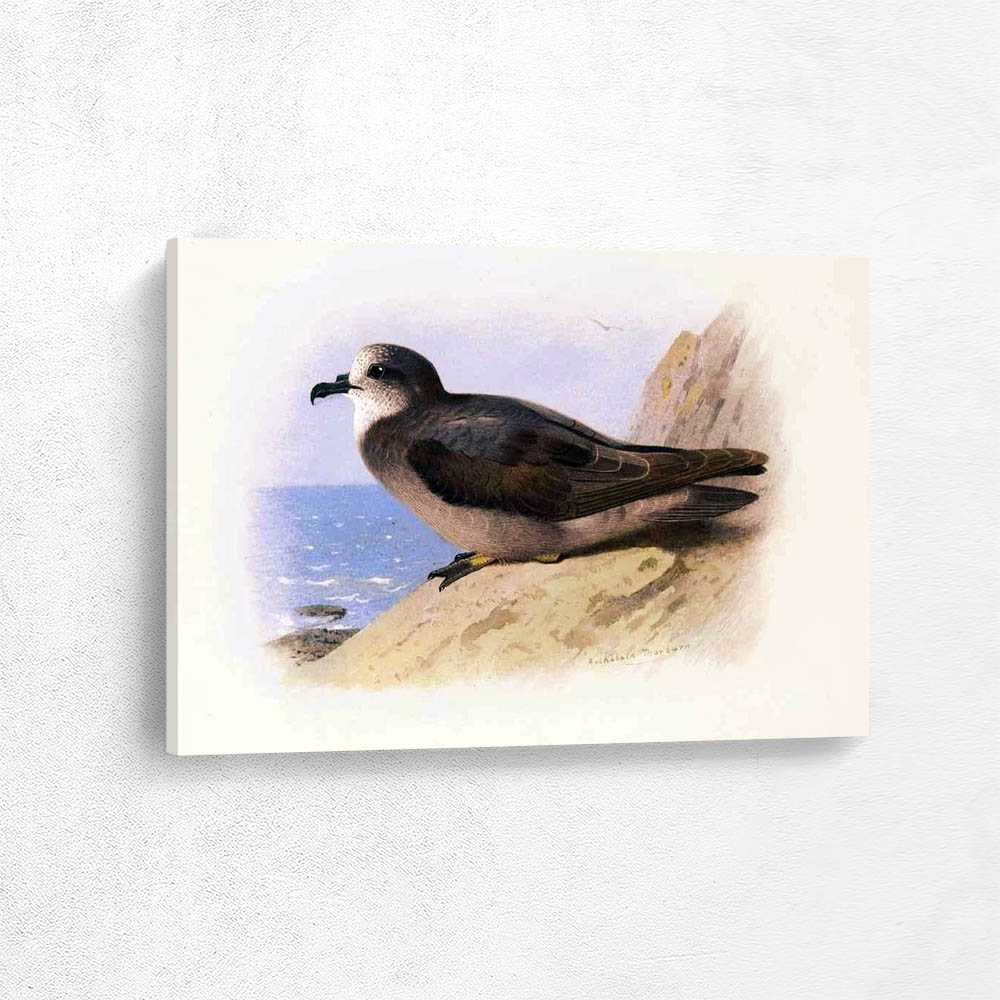 Collared Petrel