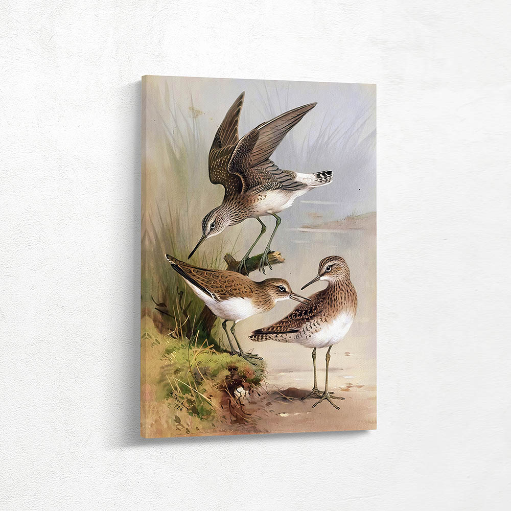 Sandpipers