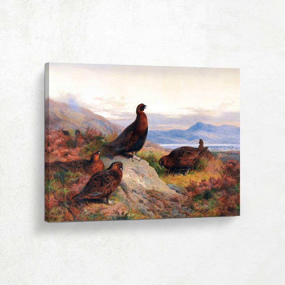 Red Grouse