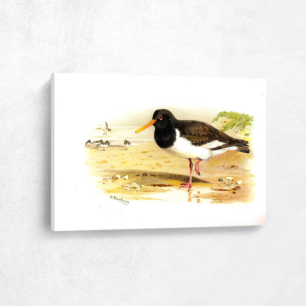 Oyster Catcher or Sea Pie