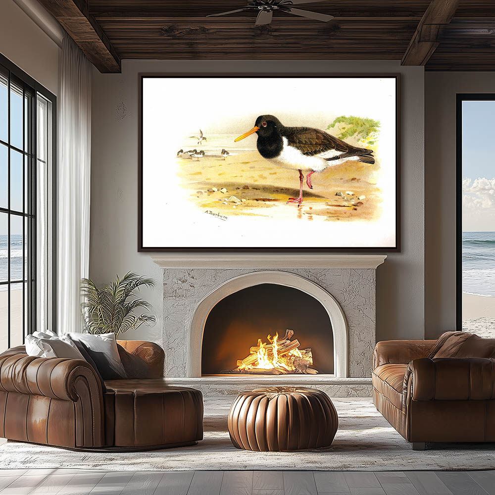 Oyster Catcher or Sea Pie - Image 3