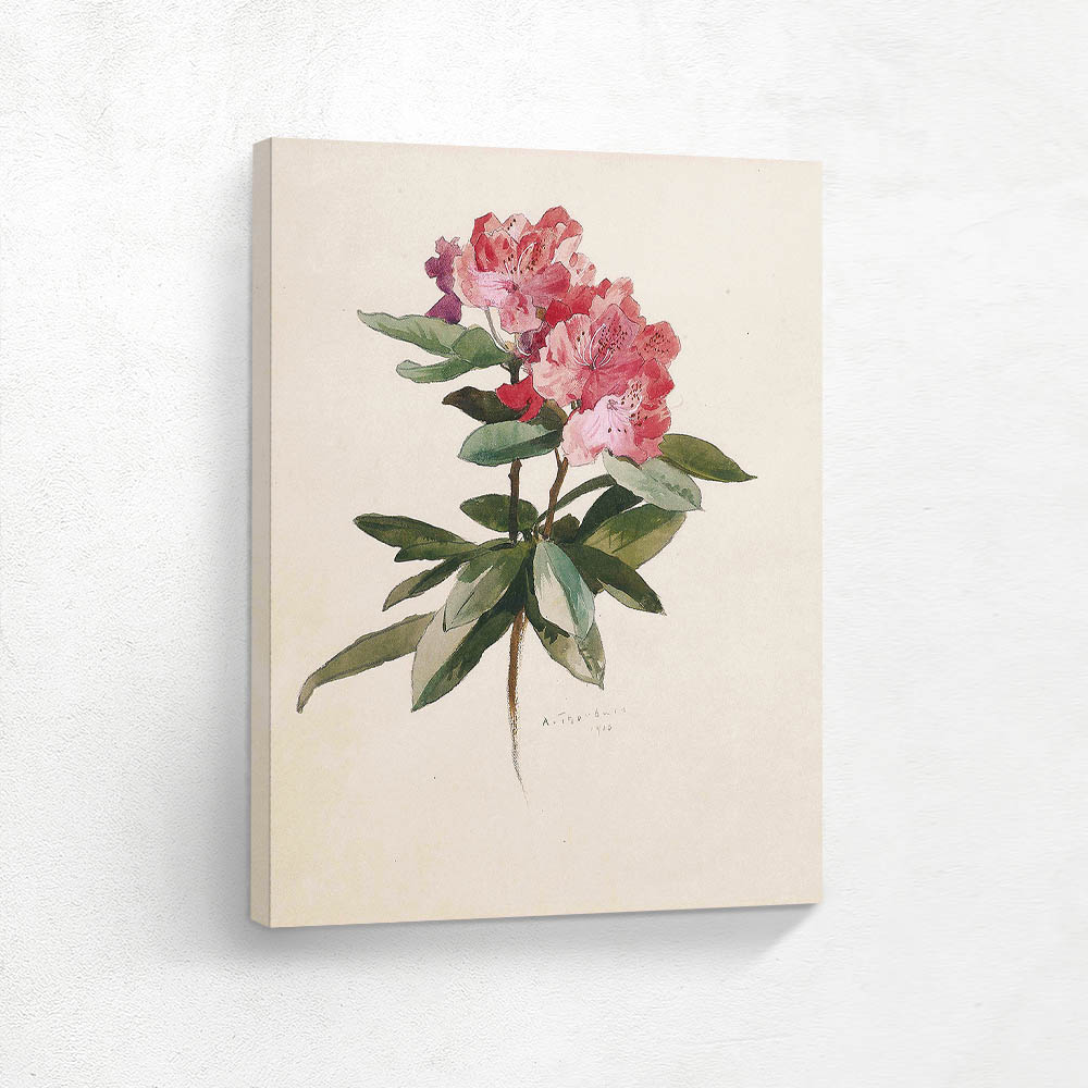 A Spray of Rhododendron