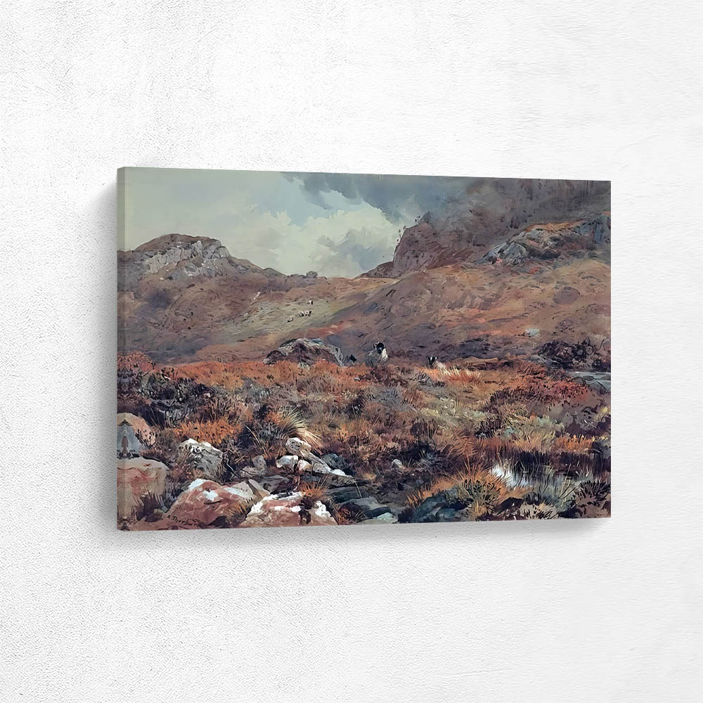 Sheep Resting in a Grouse Moor