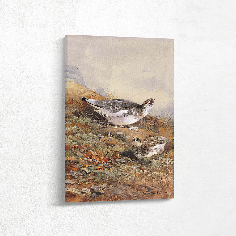 A Pair of Ptarmigan in Mid Plumage