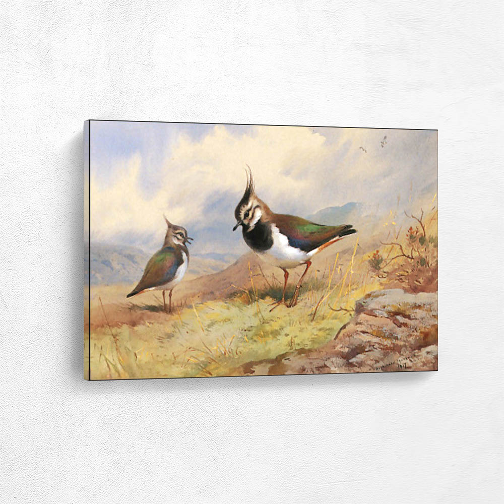Lapwings in a Rocky Landscape