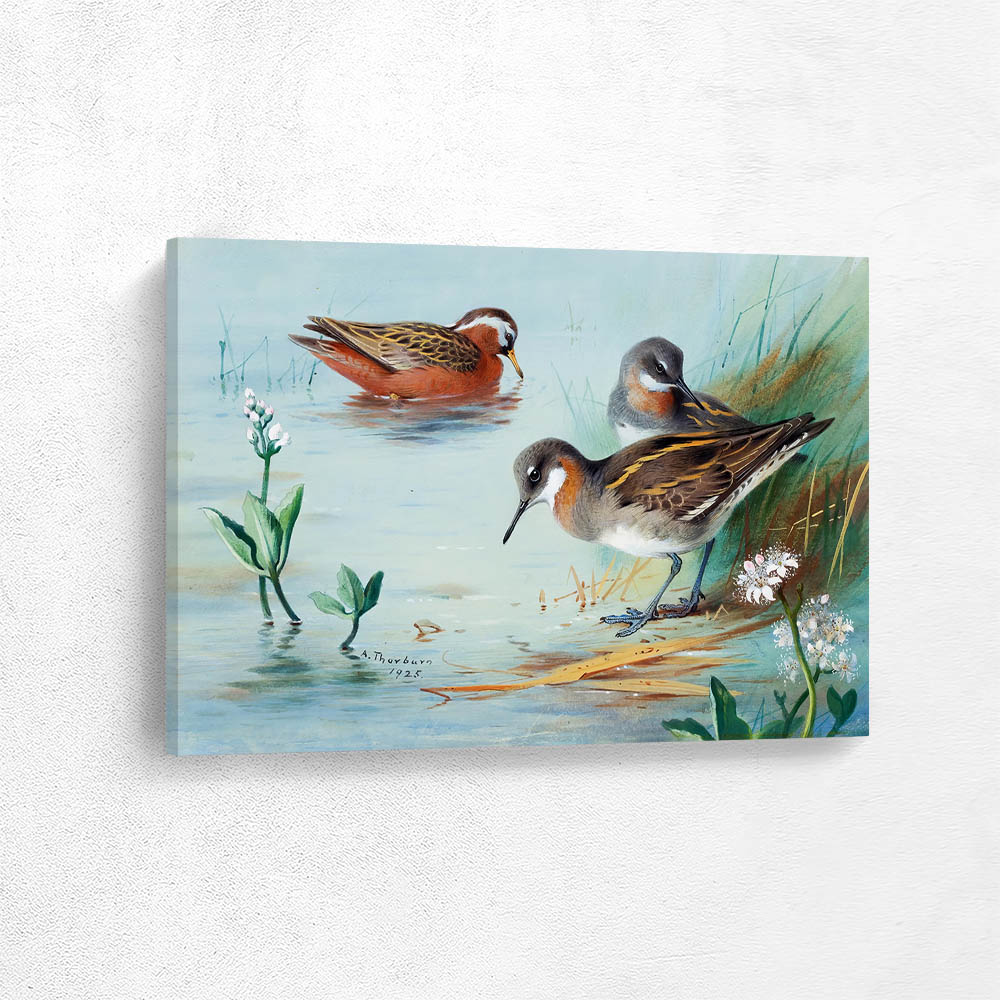 Grey Phalarope Red Necked Phalarope