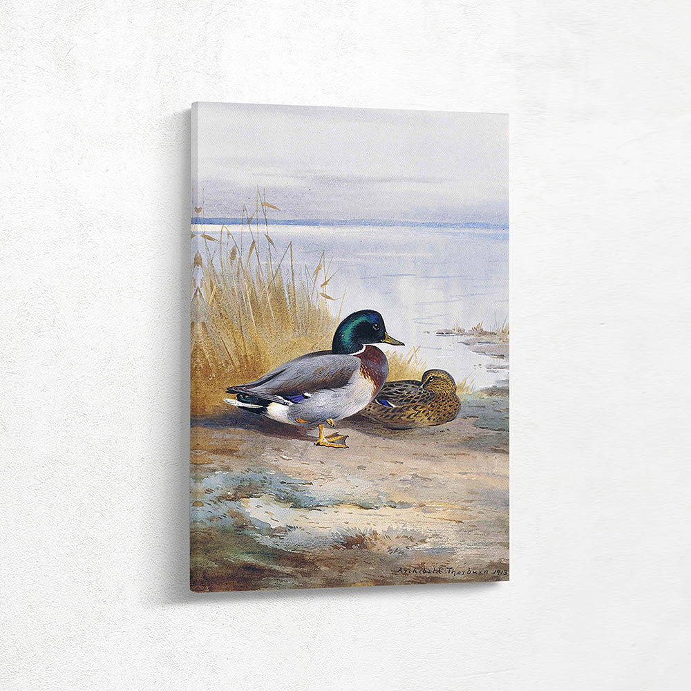 Drake and Hen Mallard on the Waters Edge