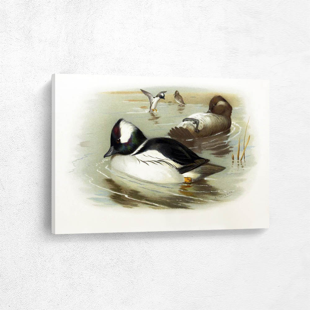 Buffel Headed Goldeneye