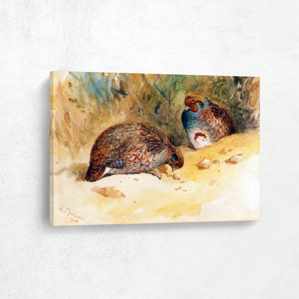 Partridge Resting in the Sand