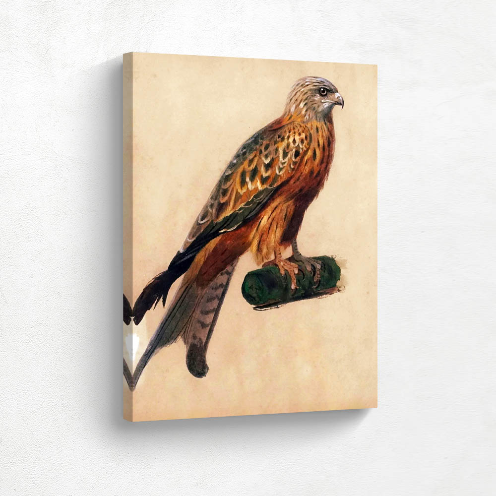 Red Kite on a Log