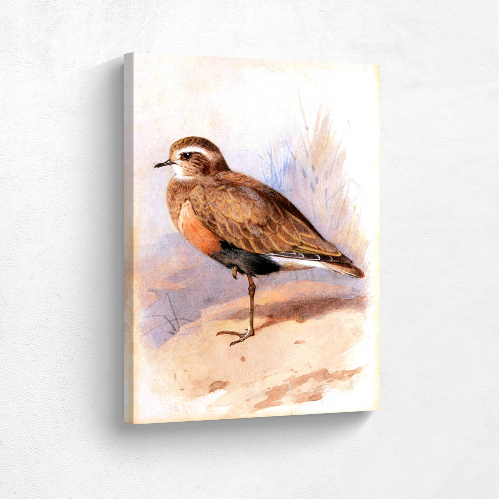 Dotterel
