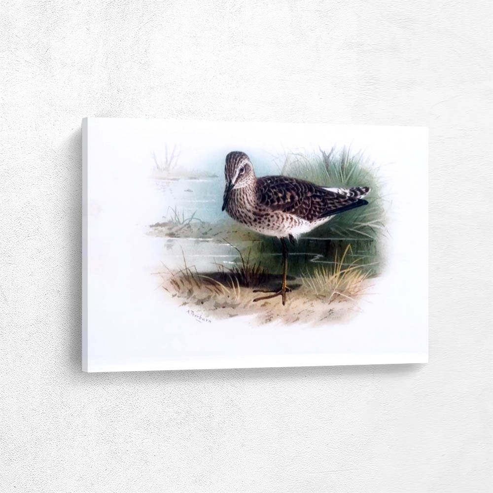 Wood Sandpiper