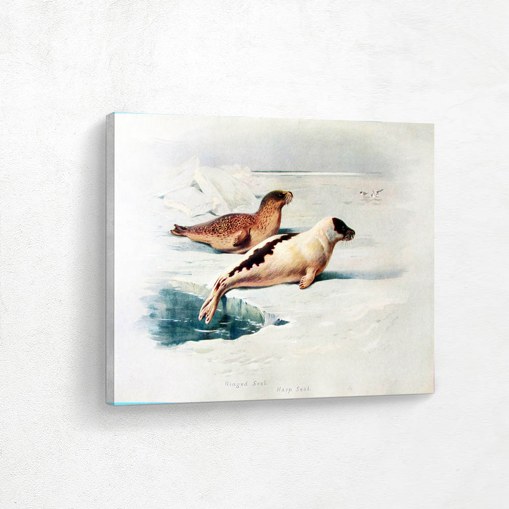 Ringed Seal and Harp seal