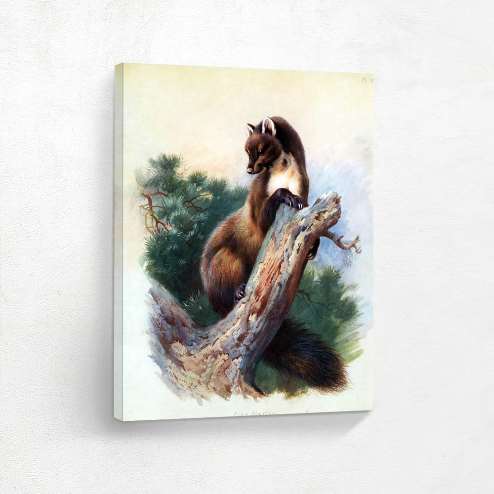 Pine Martin
