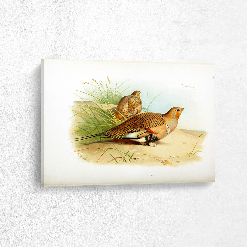 Pallas Sand Grouse