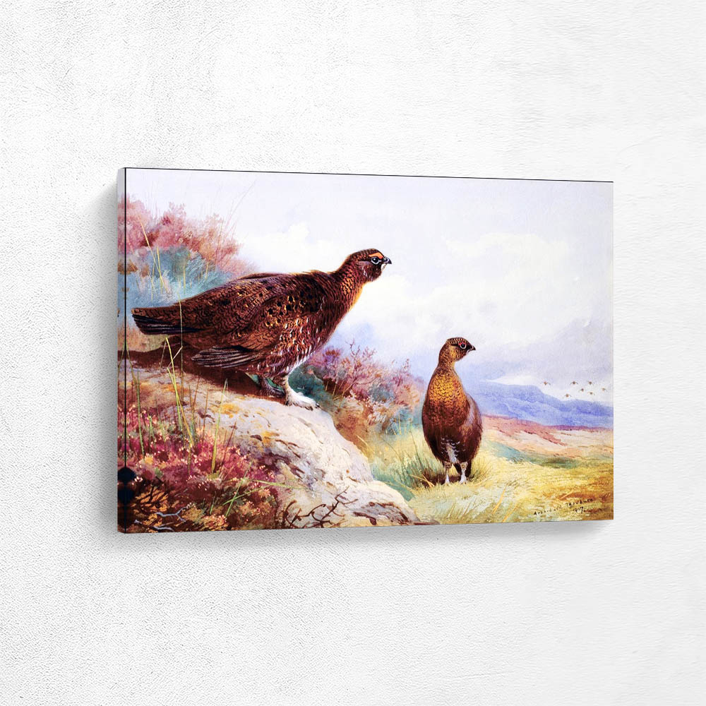 Red Grouse on the Moor