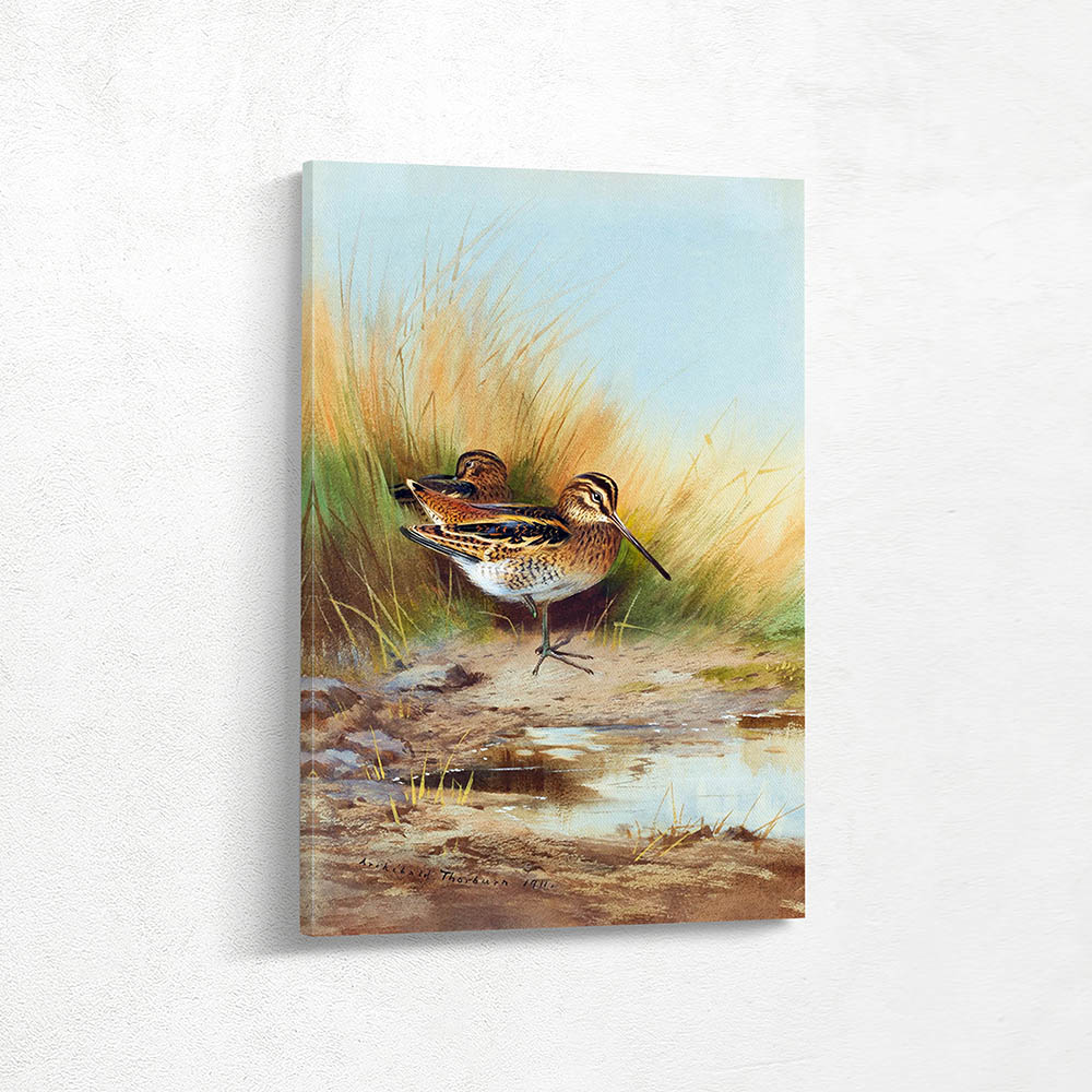 Snipe at the Waters Edge