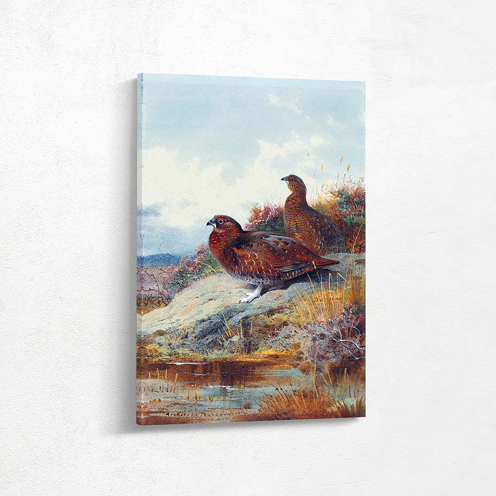 Red Grouse