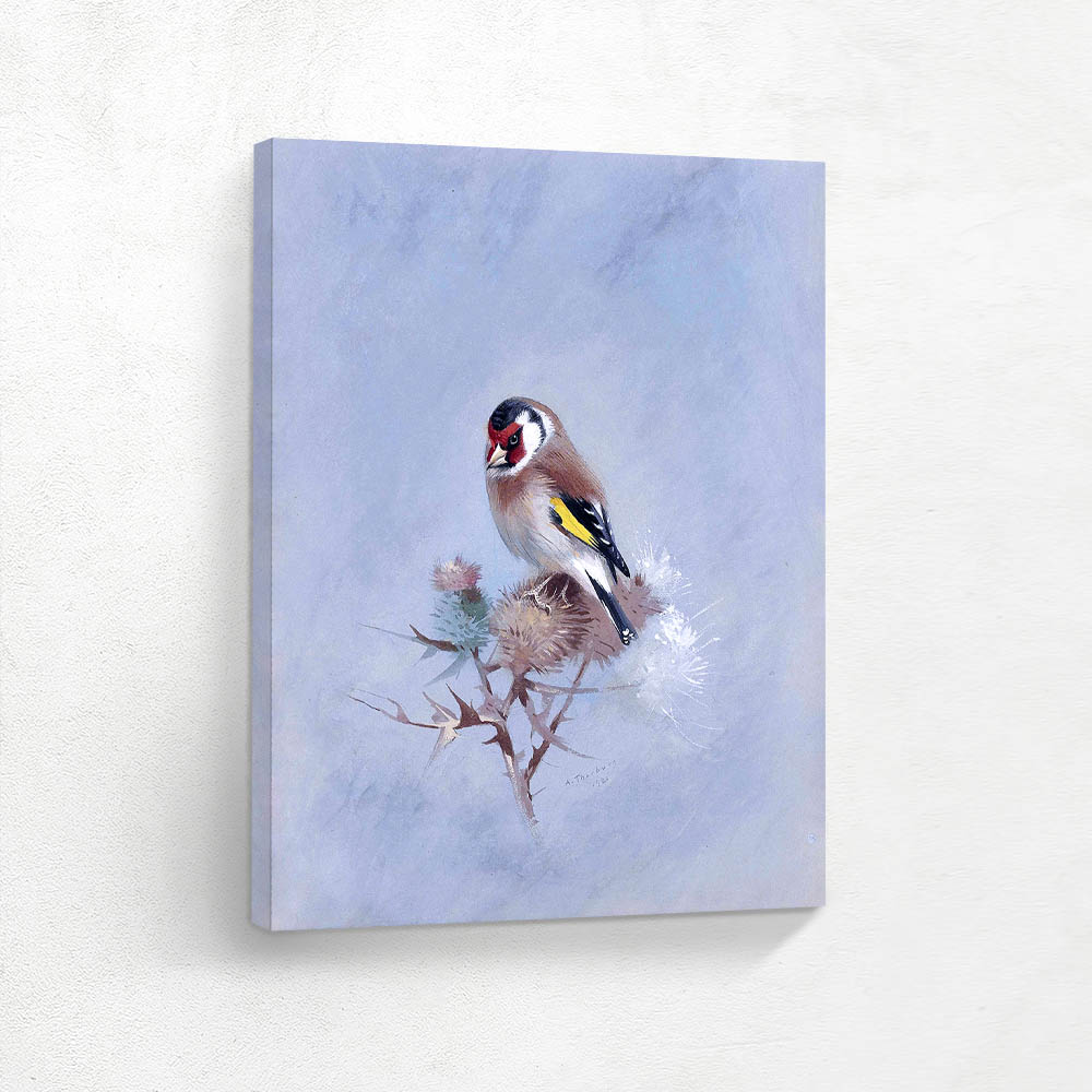 Goldfinch on a thistle