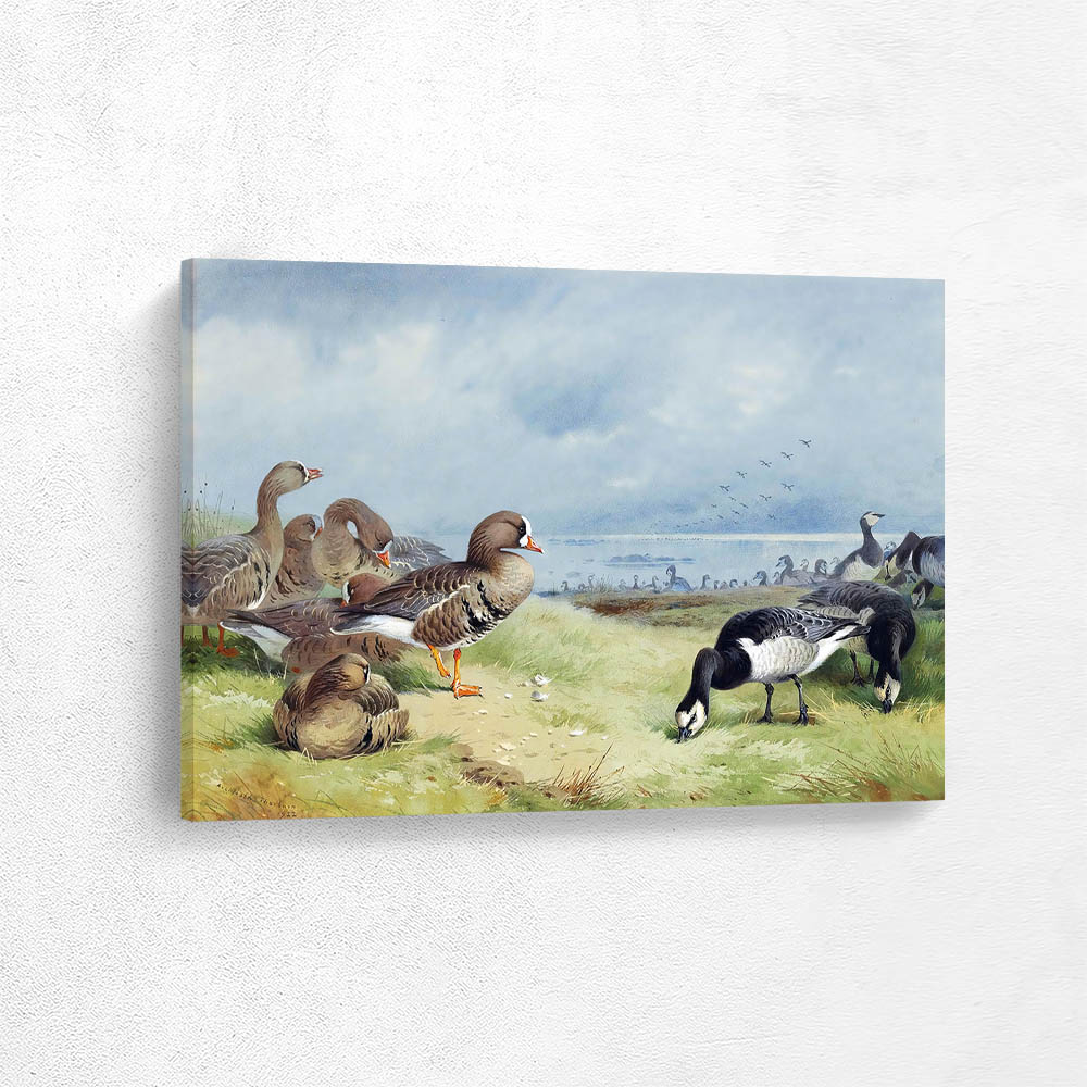 White Fronted and Barnacle Geese