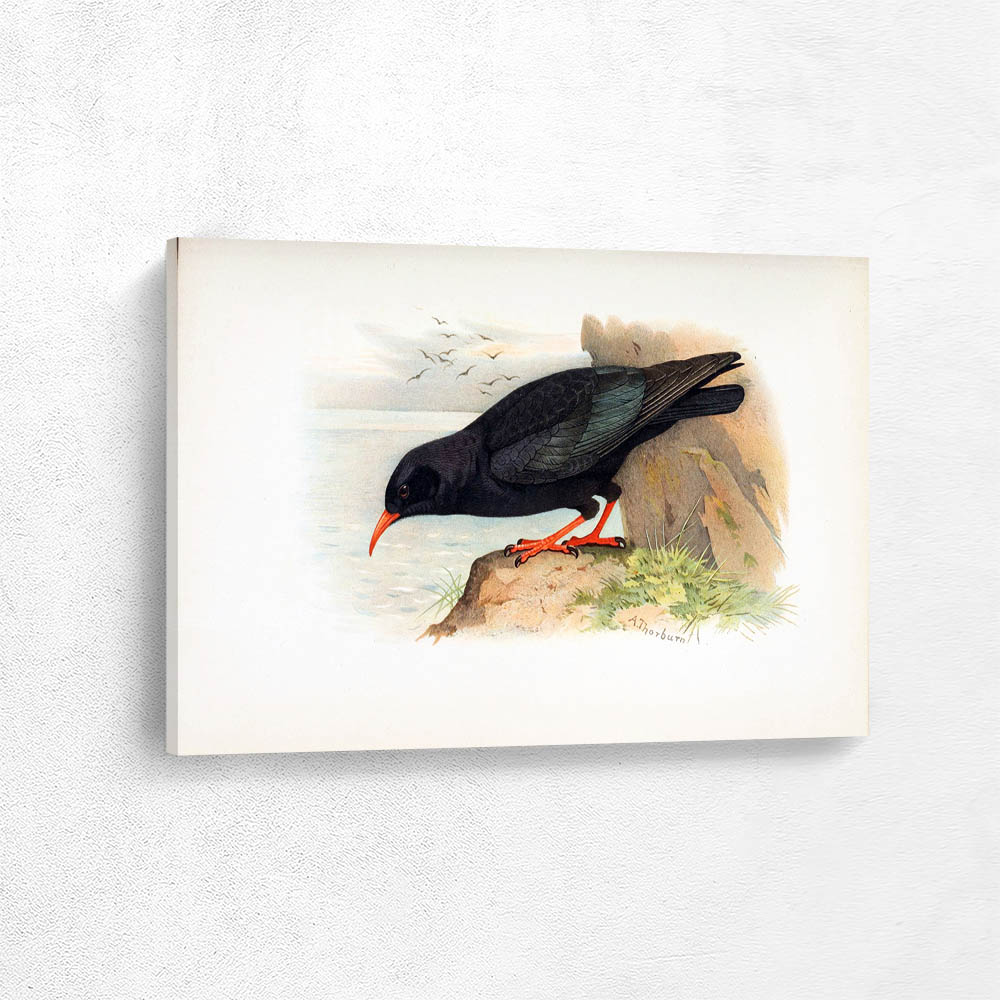 Red Billed Chough