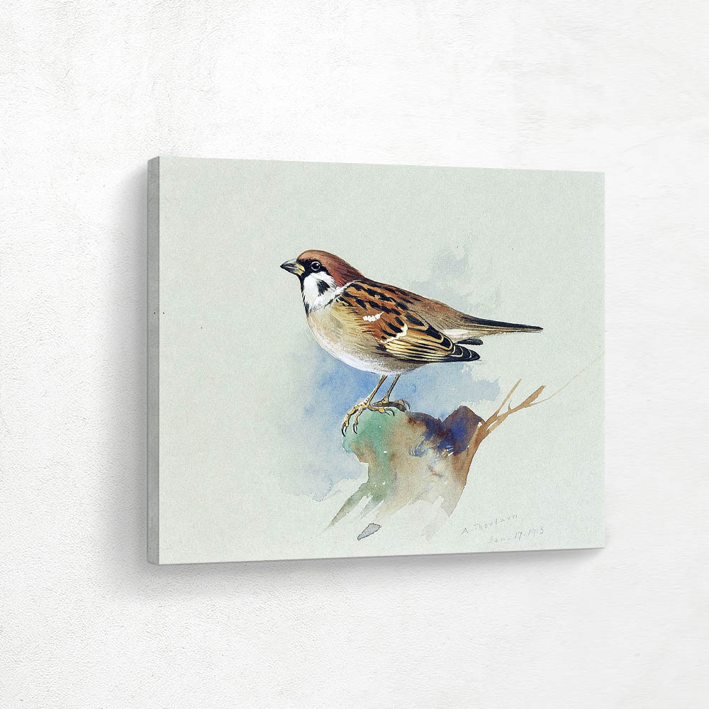 Tree Sparrow