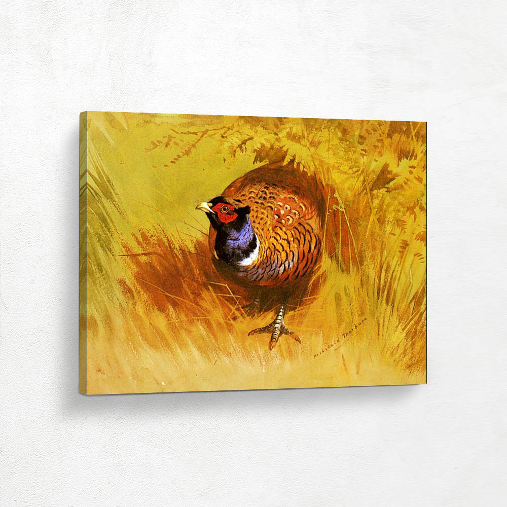 A Cock Pheasant