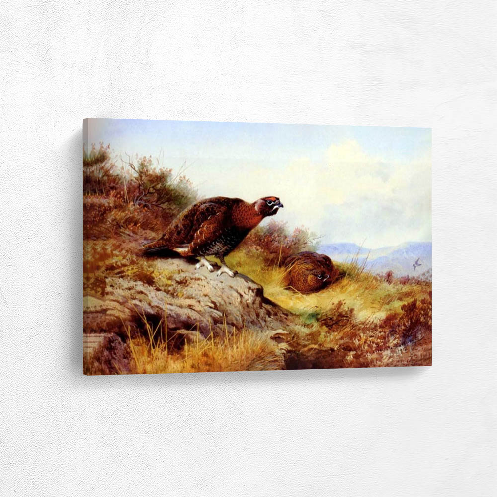 Red Grouse on the Moor