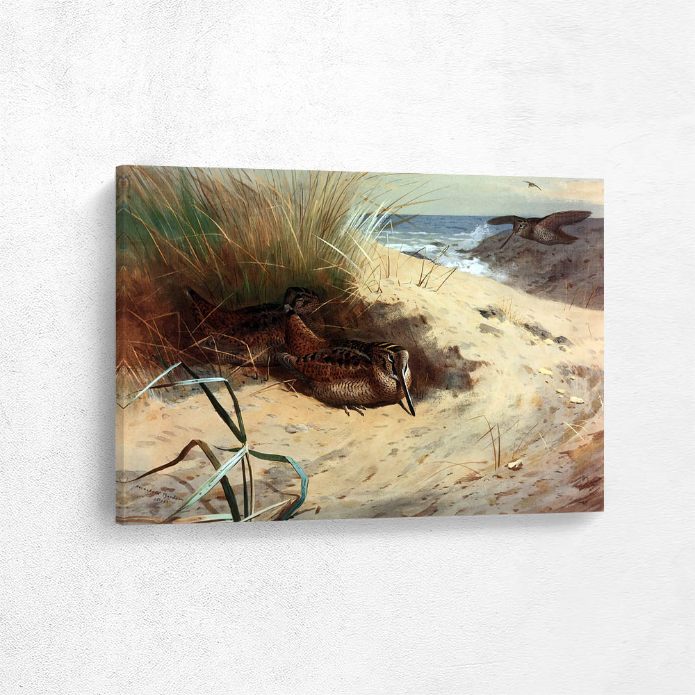 Woodcock Among the Dunes