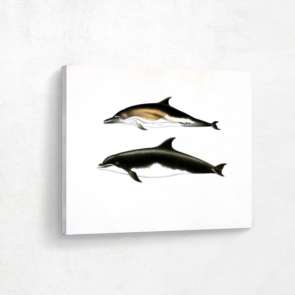 Bottlenose and Common Dolphin