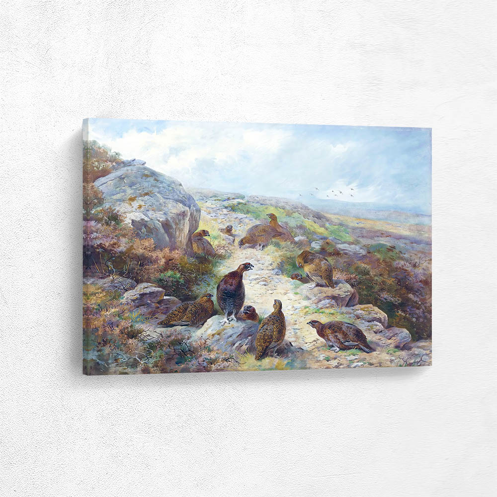 A Covey of Eleven Red Grouse Beside a Sheep Track A Covey of Eleven Red Grouse Beside a Sheep Track