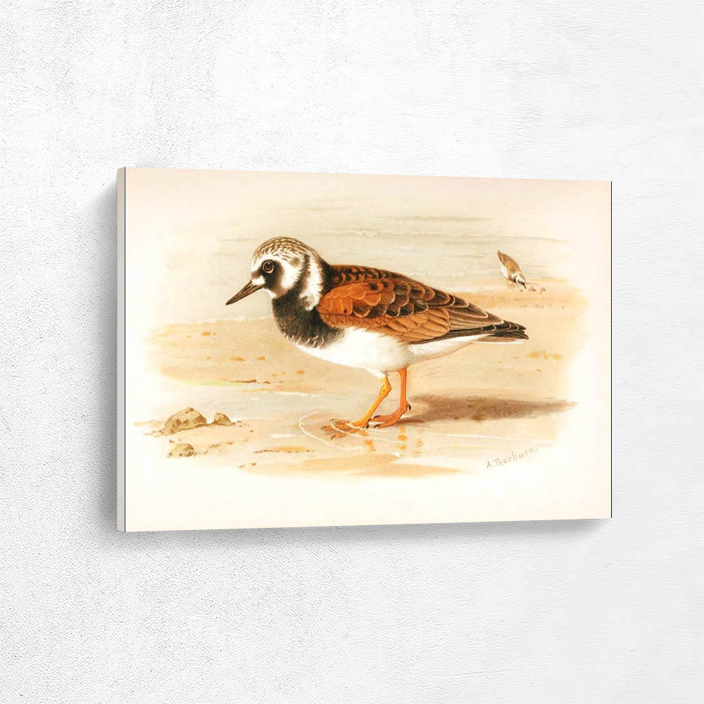 Turnstone