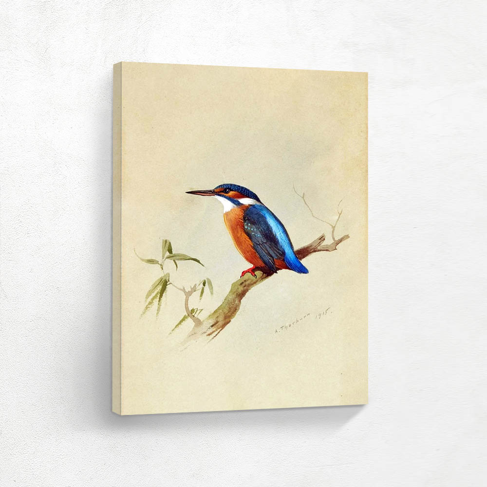 Three Toed Kingfisher